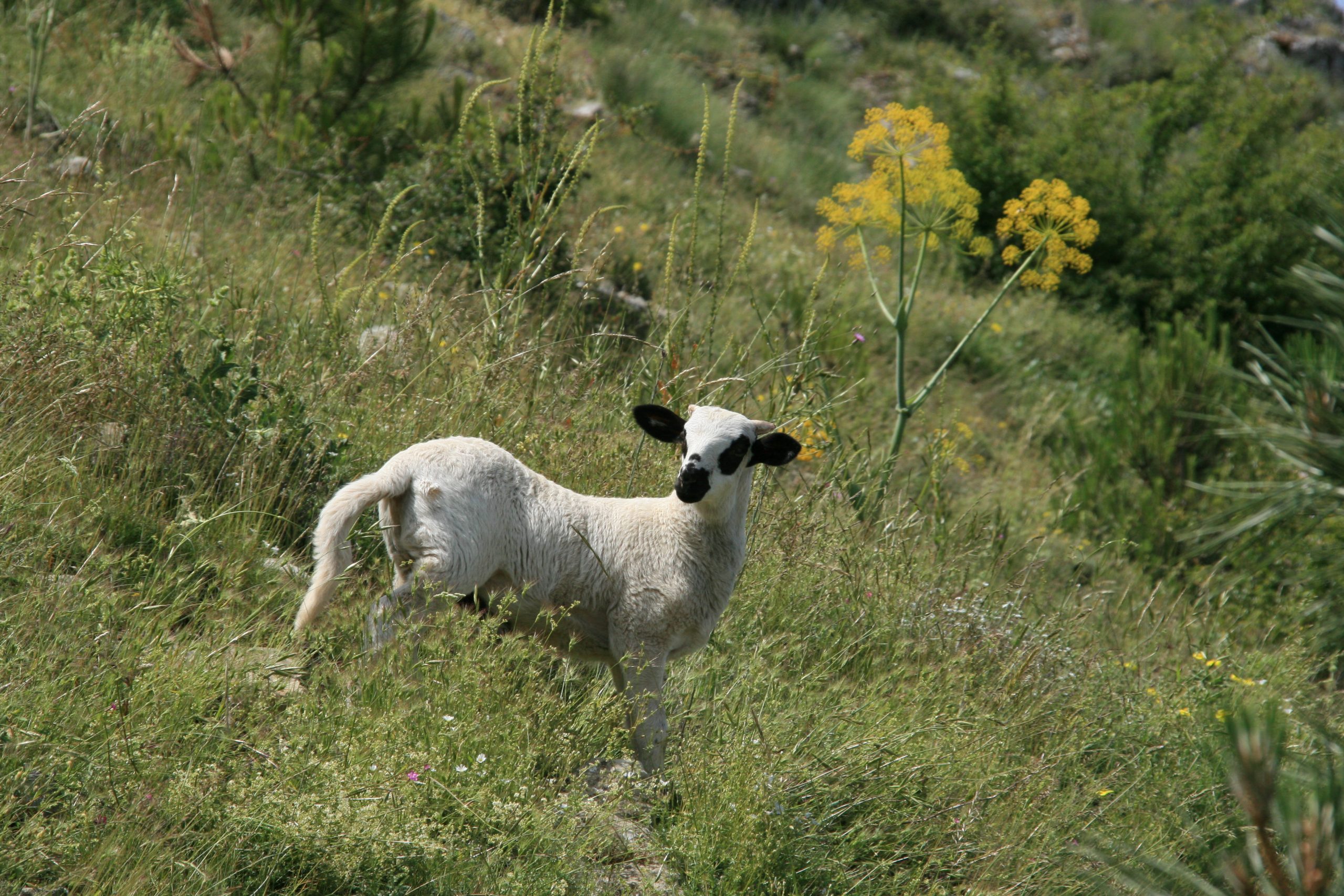 Logotipo 100% Raza Autóctona