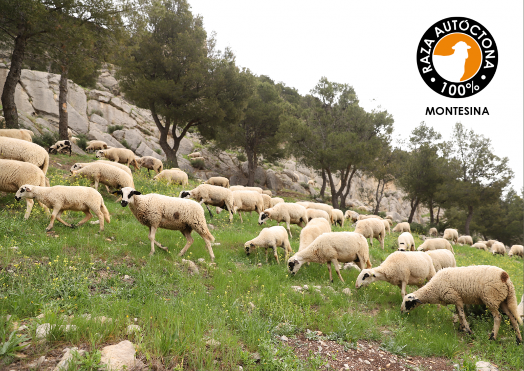 montesina_logo_principal